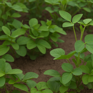 diet-co-cho-dau-tuong-phun-thuoc-gi-cam-nang-toan-dien-tu-chuyen-gia-nong-nghiep